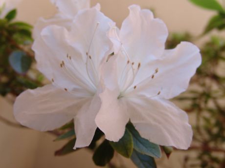 Azaleas