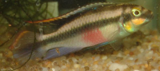 Baby kribs