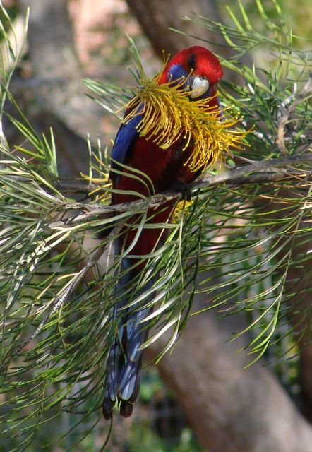 Crimson Rosella