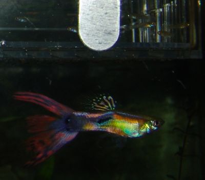 Baby guppies and their father