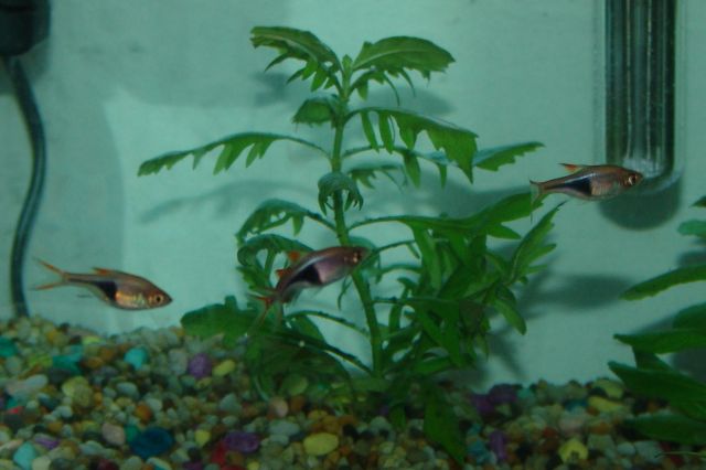 Harlequin Rasboras