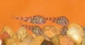 Three tiny krib babies