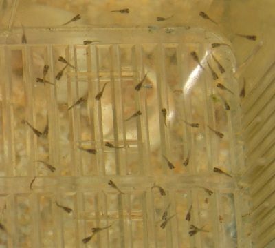 46 guppies