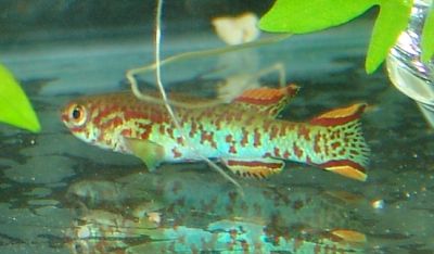 Fundulopanchax gardneri (Akure)