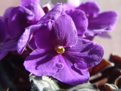 African violets