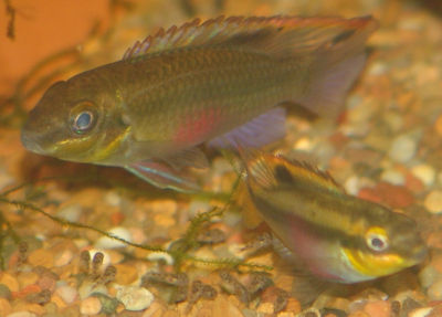 Baby kribs