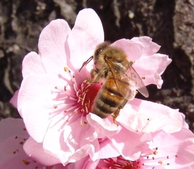 bee 1