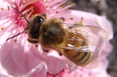 bee 2