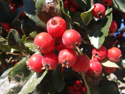 Berries on a tree in Yass
