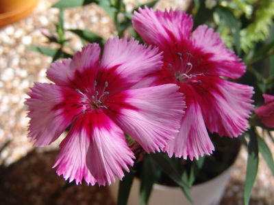 Carnations