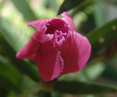Carnation bud
