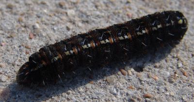 caterpiller