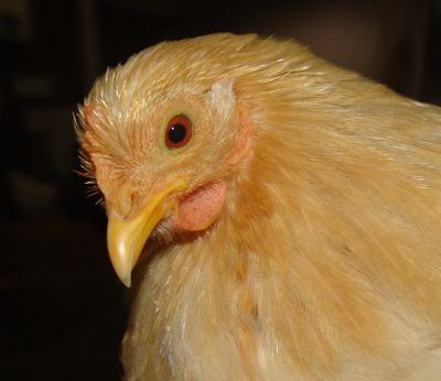 The same chicken