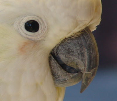 Cockatoos