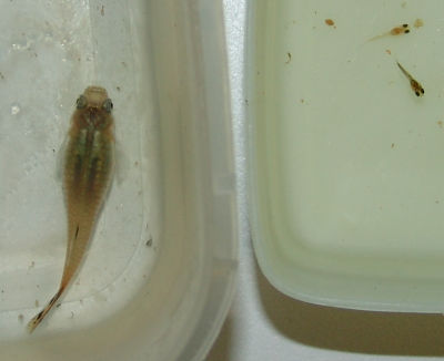 Guppy and babies