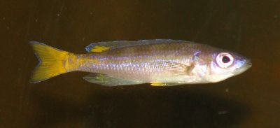 Cyprochromis leptosoma (Utinta)
