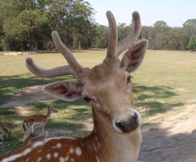Deer