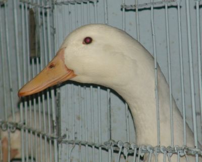 Ferdinand! A duck at the poultry show