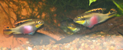 Two female kribs facing off