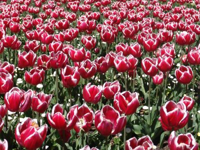 floriade01.jpg
