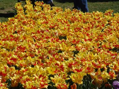 floriade02.jpg