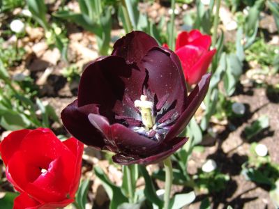 floriade03.jpg