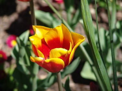 floriade04.jpg