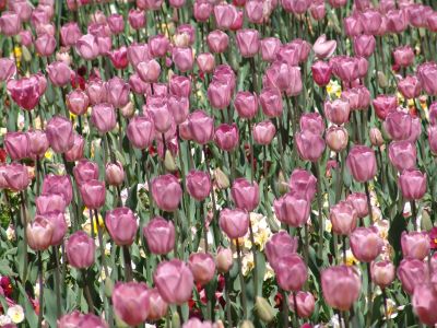floriade06.jpg