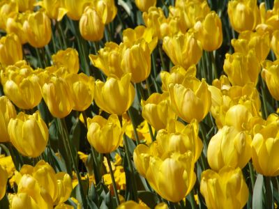 floriade07.jpg