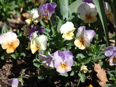 floriade08.jpg
