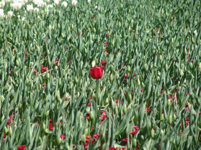 floriade09.jpg