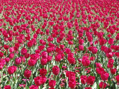 floriade12.jpg