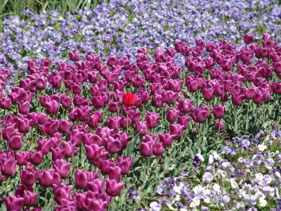 floriade15.jpg