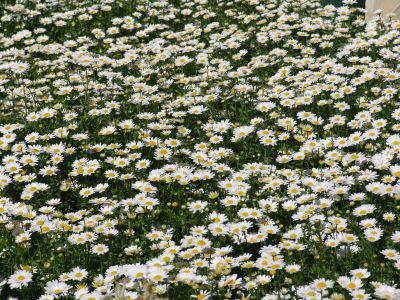 floriade17.jpg