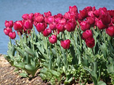 floriade20.jpg