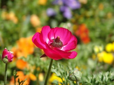 floriade21.jpg