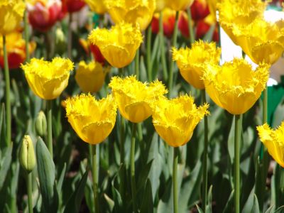 floriade22.jpg