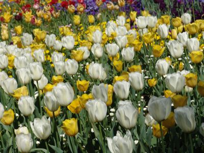 floriade30.jpg