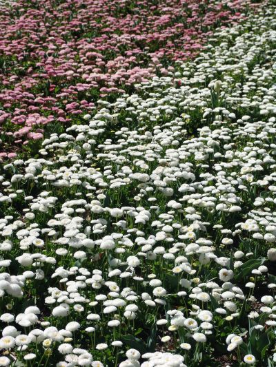 floriade31.jpg