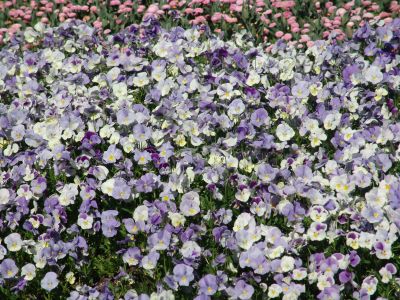 floriade33.jpg