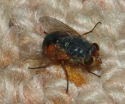 Fly