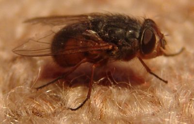 Fly
