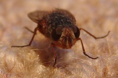 Fly