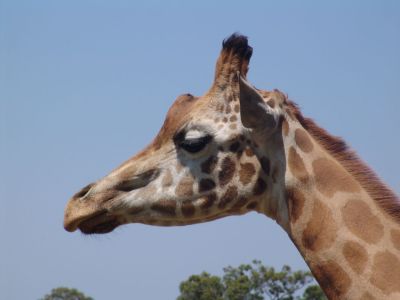 Giraffe
