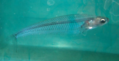 Glass Catfish