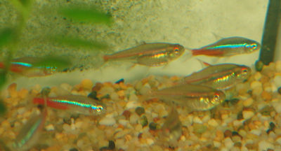 Glowlight Tetras