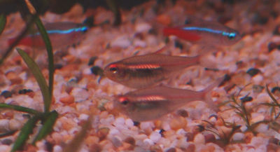 Glowlight Tetras