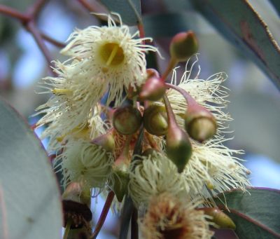 gum blossoms