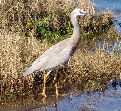 Heron