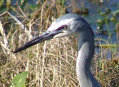 Heron close up